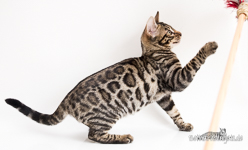 Bengal Katzen Zuchter Hof